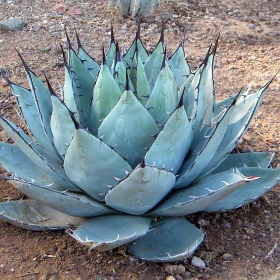 AGAVE parryi Neomexicana*...