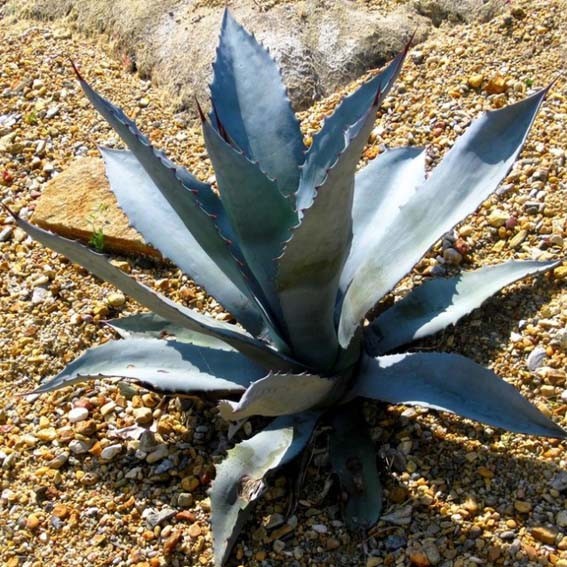 AGAVE spectabilis...