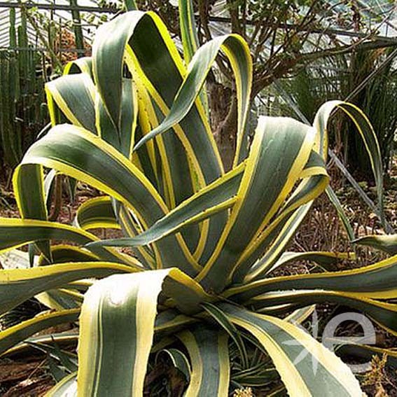 AGAVE spectabilis...