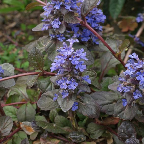 AJUGA reptans Atropurpurea*...