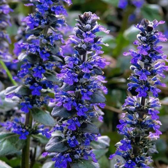 AJUGA reptans Catlin s...