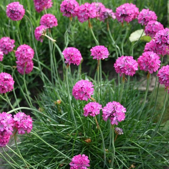 ARMERIA maritima Splendens*...