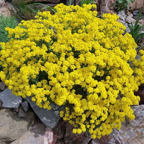 ALYSSUM montanum Mountain...