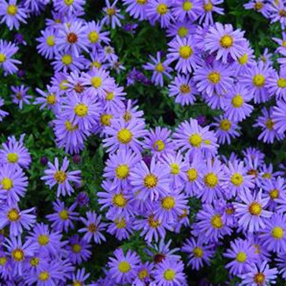 ASTER dumosus Lady in blue*...