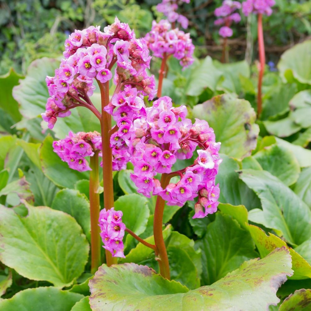 BERGENIA crassifolia* CTR 1L