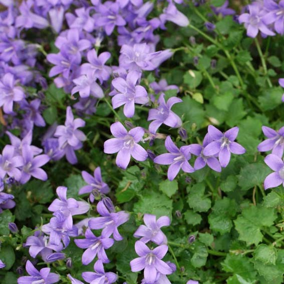 CAMPANULA poscharskyana*...