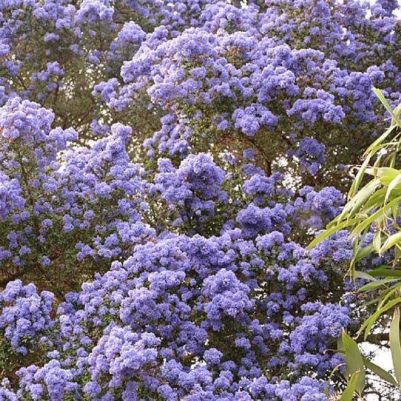 CEANOTHUS concha CTR 3L