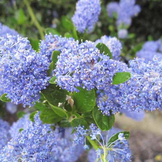 CEANOTHUS impressus...