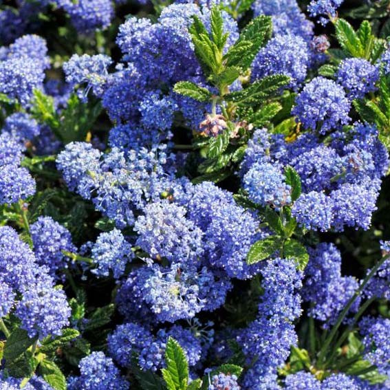 CEANOTHUS thyrsiflorus...