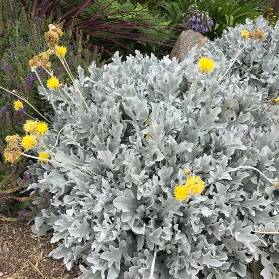 CENTAUREA Cineraria CTR 1L