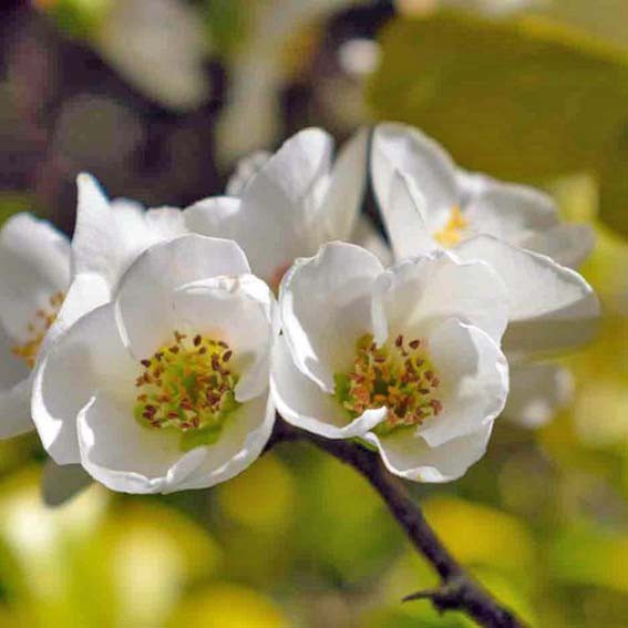 CHAENOMELES speciosa Blanc*...