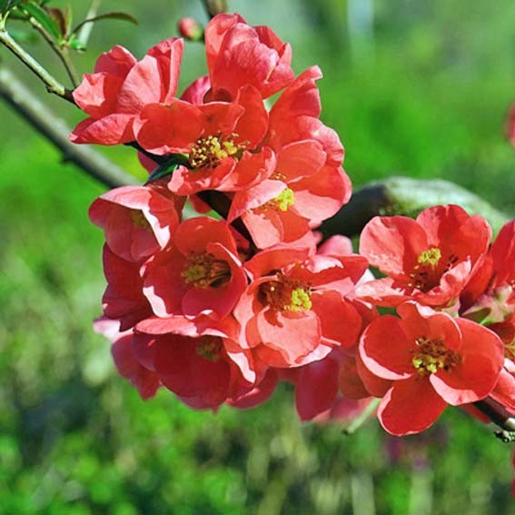 CHAENOMELES speciosa Rose*...