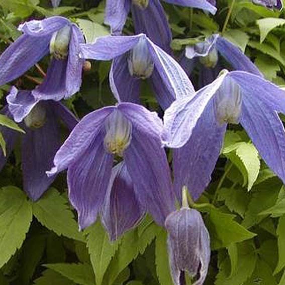 CLEMATIS Alpina* CTR 2L Unité