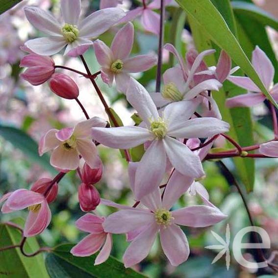 CLEMATIS armandii Apple...