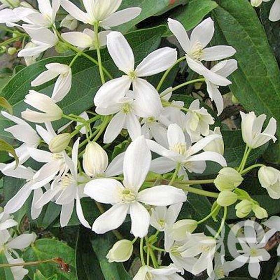 CLEMATIS armandii* CTR 2L...