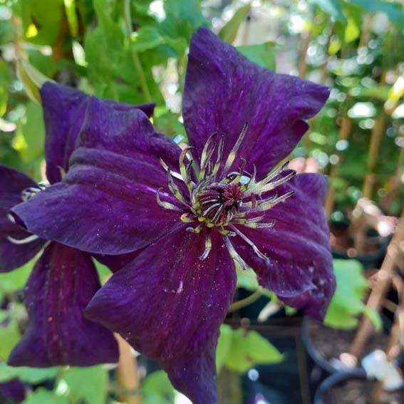 CLEMATIS Dark eyes* CTR 2L...