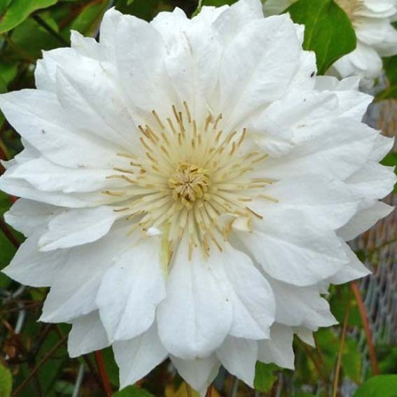 CLEMATIS Duchess of...