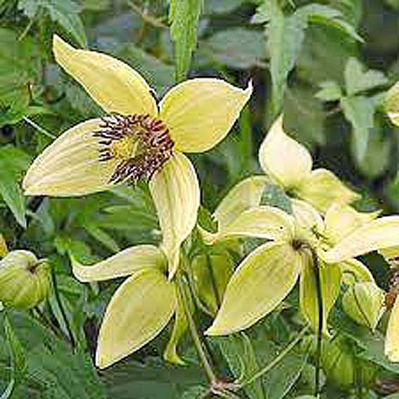 CLEMATIS Golden harvest*...