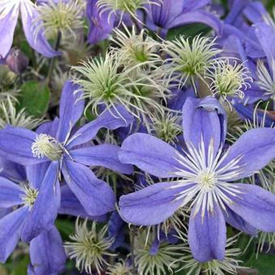 CLEMATIS Integrifolia* CTR...