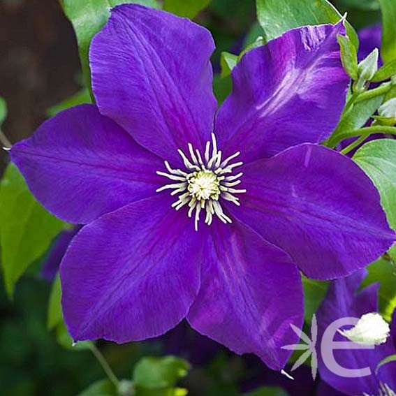 CLEMATIS Jackmanii* CTR 2L...