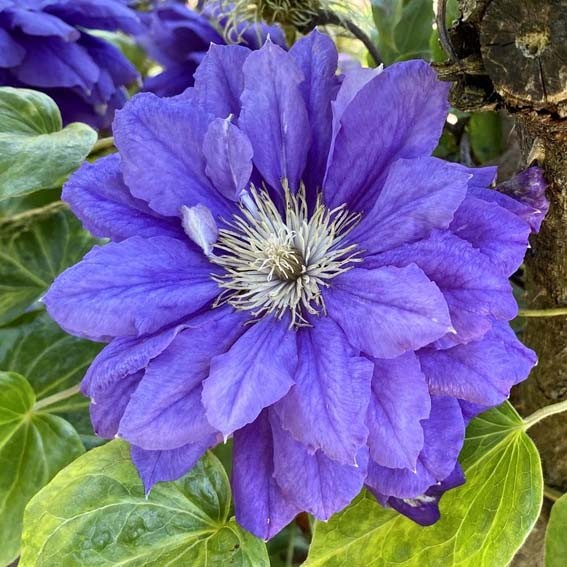 CLEMATIS Kiri te kanawa*...