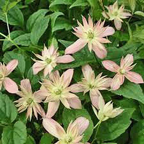 CLEMATIS Marjorie* CTR 2L...