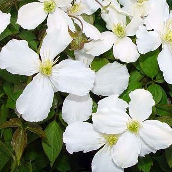 CLEMATIS montana Alba* CTR...