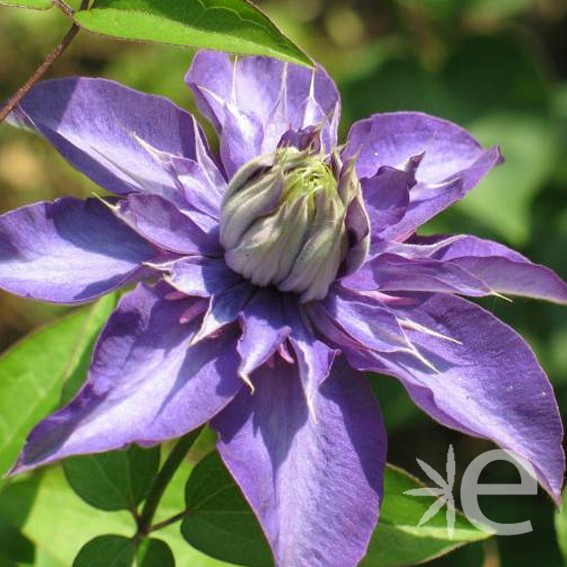 CLEMATIS Multie blue* CTR...