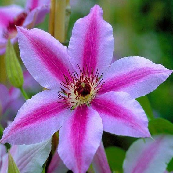 CLEMATIS Nelly moser* CTR...
