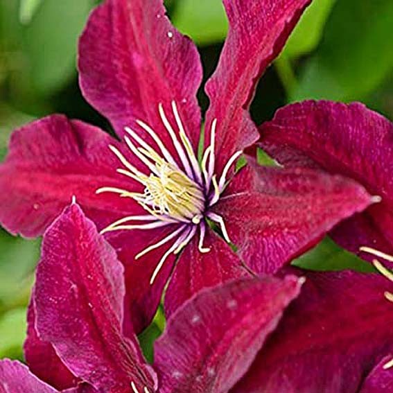 CLEMATIS Niobe* CTR 2L Unité