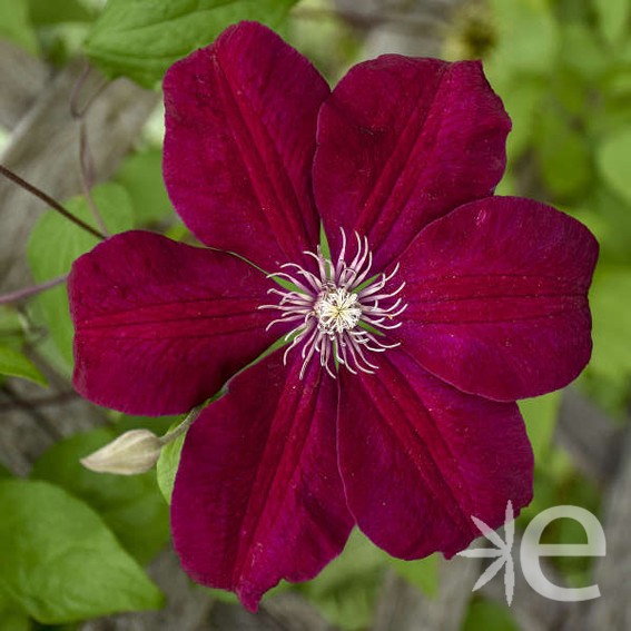 CLEMATIS Rouge cardinal*...