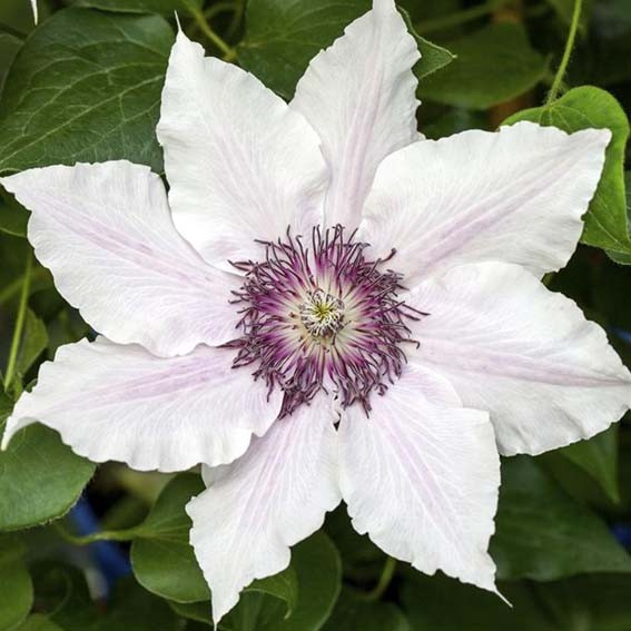 CLEMATIS Snow queen* CTR 2L...