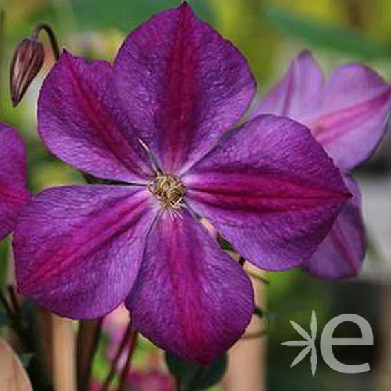 CLEMATIS Star of india* CTR...
