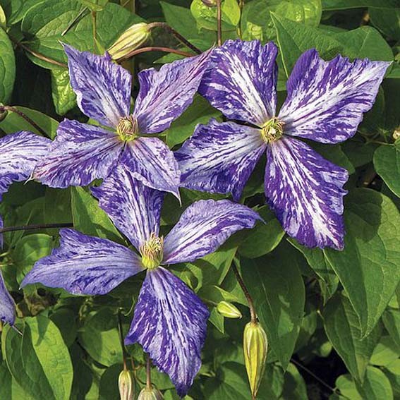 CLEMATIS Tie dye* CTR 2L Unité