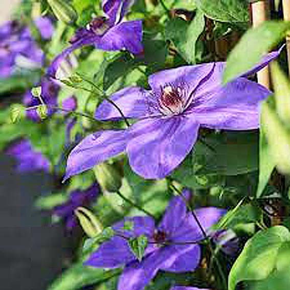 CLEMATIS Xerxes* CTR 2L Unité