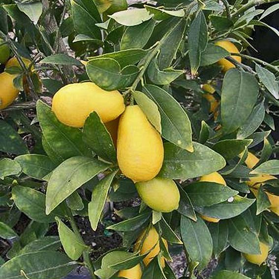 CITRUS aurantiaca x...