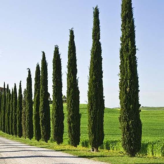 CUPRESSUS sempervirens...