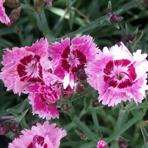 DIANTHUS gratianopolitanus...