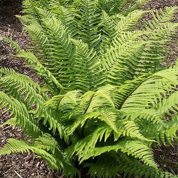 DRYOPTERIS atrata* CTR 1L