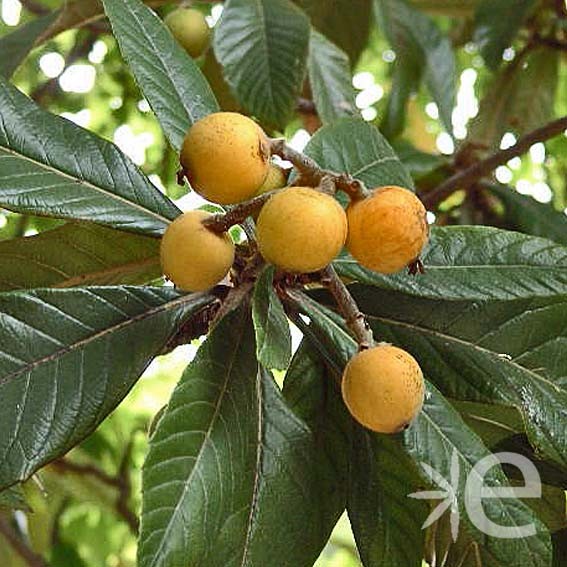 ERIOBOTRYA japonica * CTR...