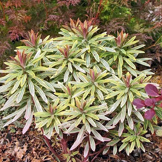 EUPHORBIA ascott rainbow*...