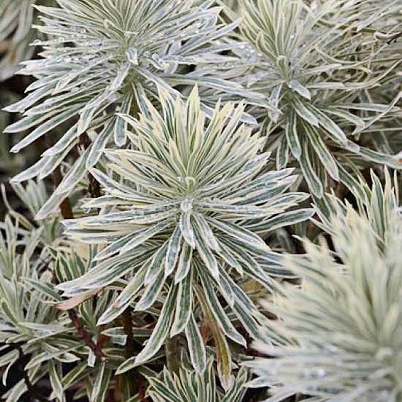 EUPHORBIA characias...