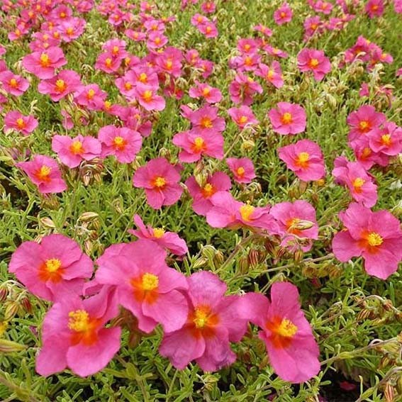 HELIANTHEMUM ben hope* CTR 1L