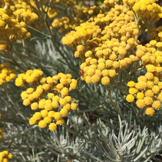 HELICRYSUM italicum* CTR 1L...