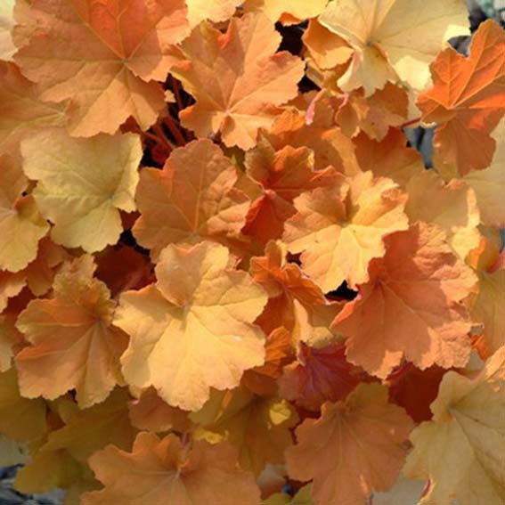 HEUCHERA Caramel* CTR 1L