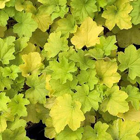 HEUCHERA Citronelle* CTR 1L