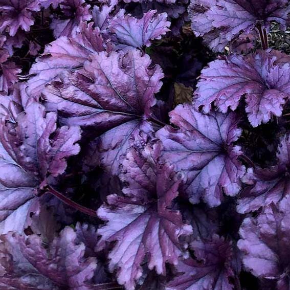 HEUCHERA For ever purple*...