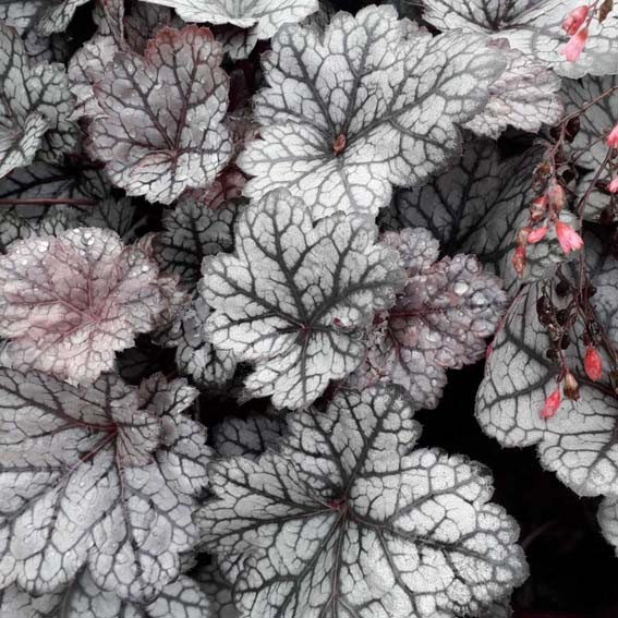 HEUCHERA Glitter* CTR 1L