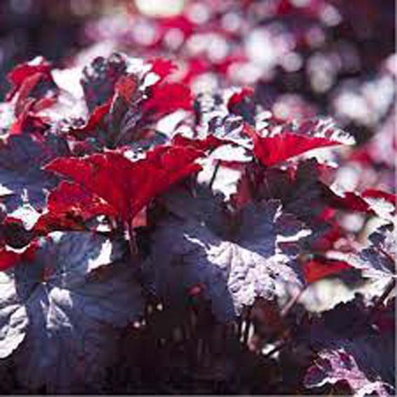 HEUCHERA palace purple* CTR 1L