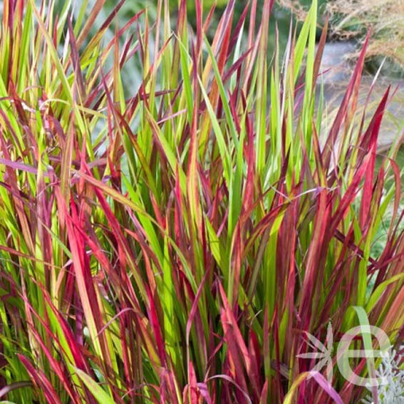 IMPERATA red baron CTR 1.5L